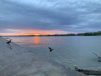 Ducks in a lake