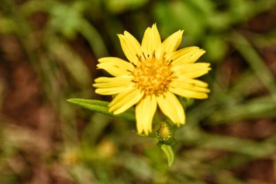 Close-up of yellow flower blooming outdoors