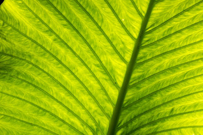 Full frame shot of palm leaves