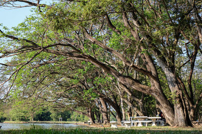 Trees growing in park