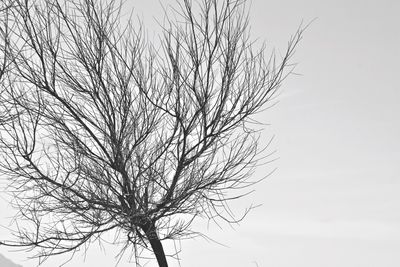 Low angle view of tree against sky