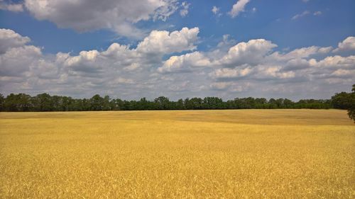 Scenic view of field against sky