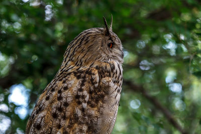 Close-up of owl perching on branch