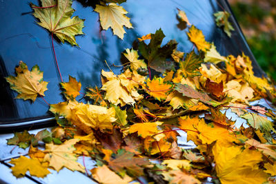 Yellow autumnal maple leafs over old car bonnet and windshield