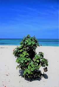 Close-up of plant on beach against clear blue sky