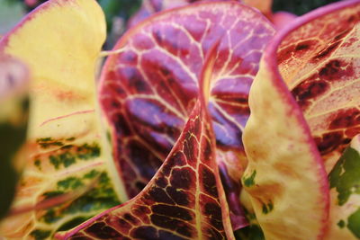 Close-up of purple flowering plant