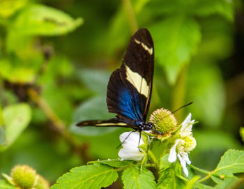 Butterfly on flower