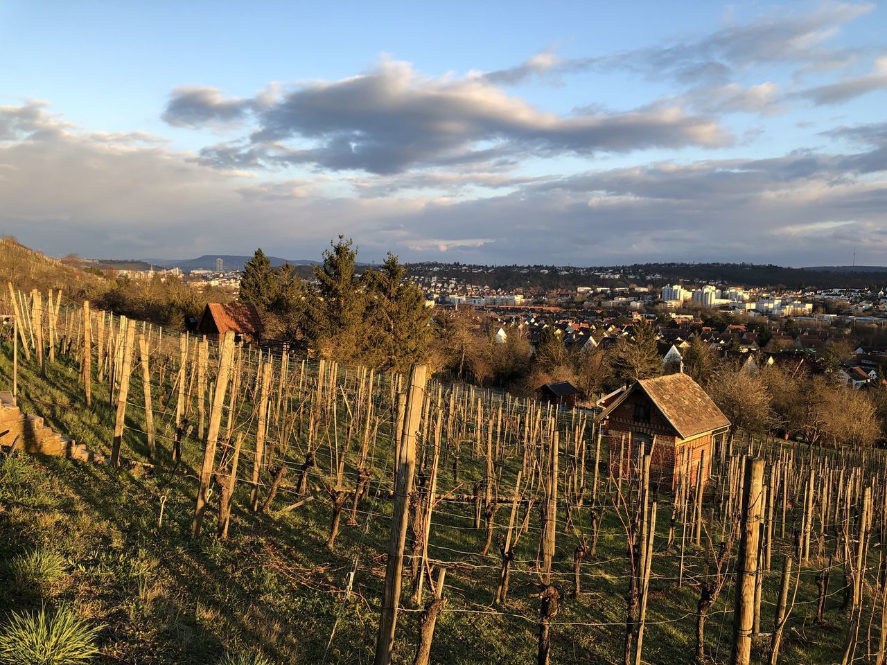 VIEW OF VINEYARD AGAINST SKY