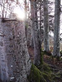 Sun shining through trees