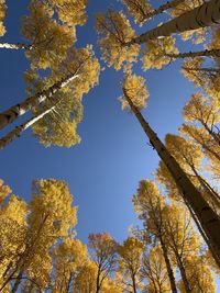 Low angle view of yellow tree against sky