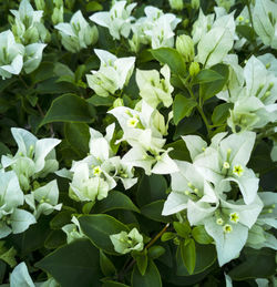 Close-up of white flowering plants