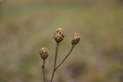 Close-up of wilted plant