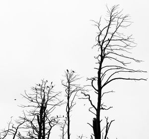 Low angle view of bare tree against clear sky