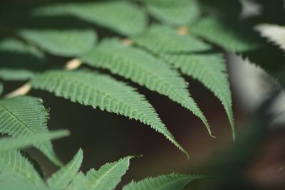 Close-up of fern leaves