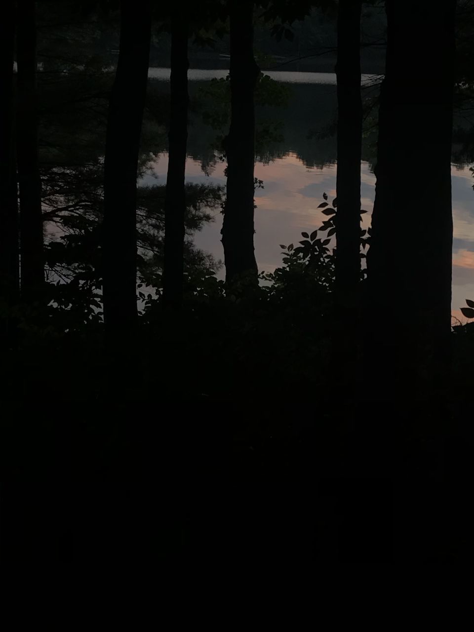 SILHOUETTE TREES BY THE LAKE IN FOREST AGAINST SKY