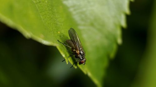 Close-up of insect on plant