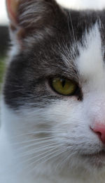 Close-up of cat