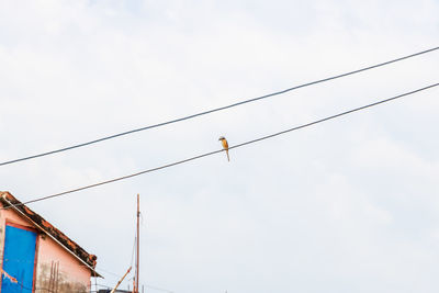 Low angle view of birds perching on cable against sky