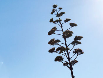 Low angle view of tree against clear blue sky