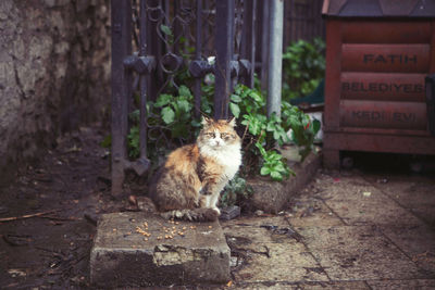 Cat outdoors