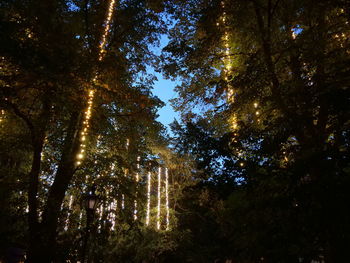 Low angle view of trees in forest against sky at night