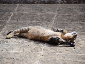 High angle view of cat lying on floor