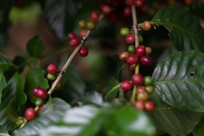 Close-up of berries growing on tree