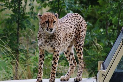 Portrait of a cheetah against blurred plants
