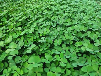 Full frame shot of leaves on field