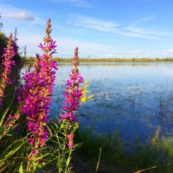 Pink flowers in lake