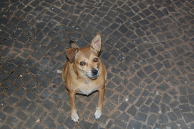 High angle portrait of dog on footpath