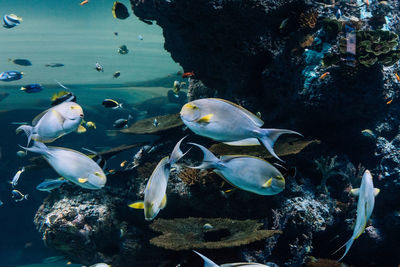 Fish swimming in sea