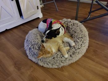 High angle view of cat resting on hardwood floor