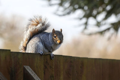 Squirrel on a fence