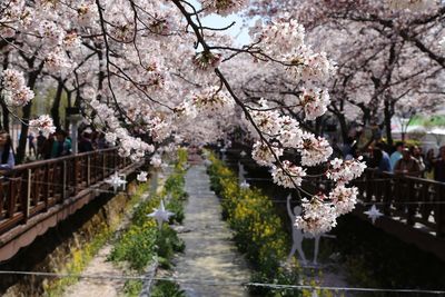 Cherry blossoms in spring