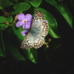 Close-up of butterfly pollinating on flower