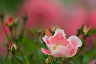 Close-up of pink flowering plant