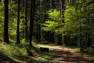 Dirt road in the woods