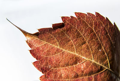 Close-up of dried autumn leaf against white background