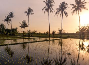 Scenic view of palm trees by lake against sky during sunset
