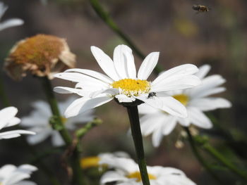 Close-up of white daisy