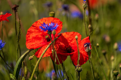 Close-up of butterfly on red poppy