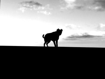 Silhouette dog standing on land against sky