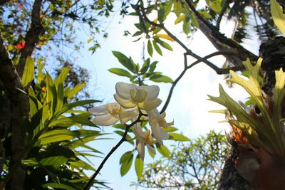 Low angle view of flowers on tree