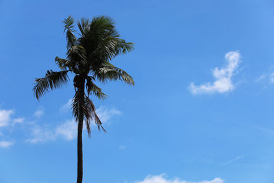 Low angle view of coconut palm tree against blue sky