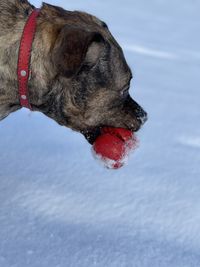 Amstaff dog on snow