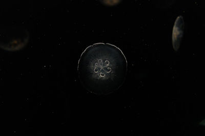 Close-up of jellyfish against black background