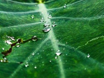 Close-up of water drops on leaves