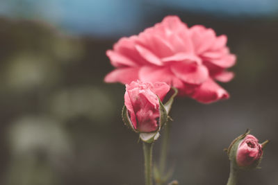 Close-up of pink rose