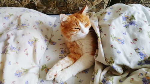 Cat lying on blanket
